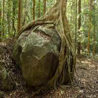 Myristica Swamps In Kerala_Master_Image